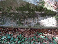 Savernake - photo: 00644