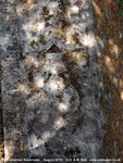 Savernake - photo: 00651