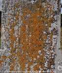 Savernake - photo: 00729