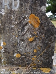 Savernake - photo: 00796