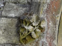 Savernake - photo: 01418