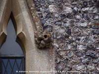 Savernake - photo: 01484