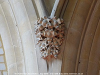 Savernake - photo: 01801
