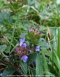 Savernake - photo: 02027