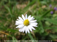 Savernake - photo: 02029
