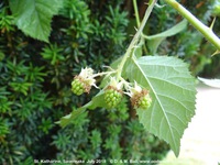 Savernake - photo: 02031