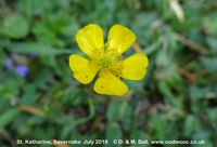 Savernake - photo: 02032