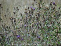 Savernake - photo: 02033