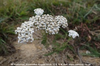 Savernake - photo: 02034