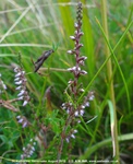Savernake - photo: 02037