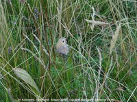 Savernake - photo: 02038