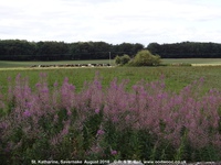 Savernake - photo: 02045