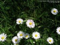 Skeabost - photo: 0111