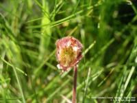 Skeabost - photo: 0132