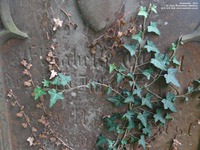 Tockenham - photo: 00011