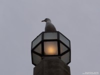 Weymouth - photo: 0054