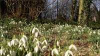 Yatesbury - photo: 0291