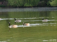Oops photo: 01445 is missing - please let us know