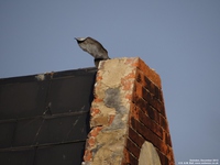 Oops photo: 01787 is missing - please let us know
