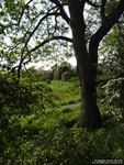 Oops photo: 01850 is missing - please let us know