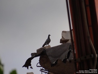 Oops photo: 03702 is missing - please let us know