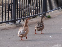 Oops photo: 05429 is missing - please let us know