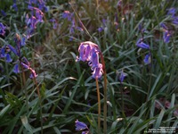 Oops photo: 05990 is missing - please let us know